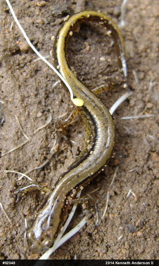 Northern Two-lined Salamander