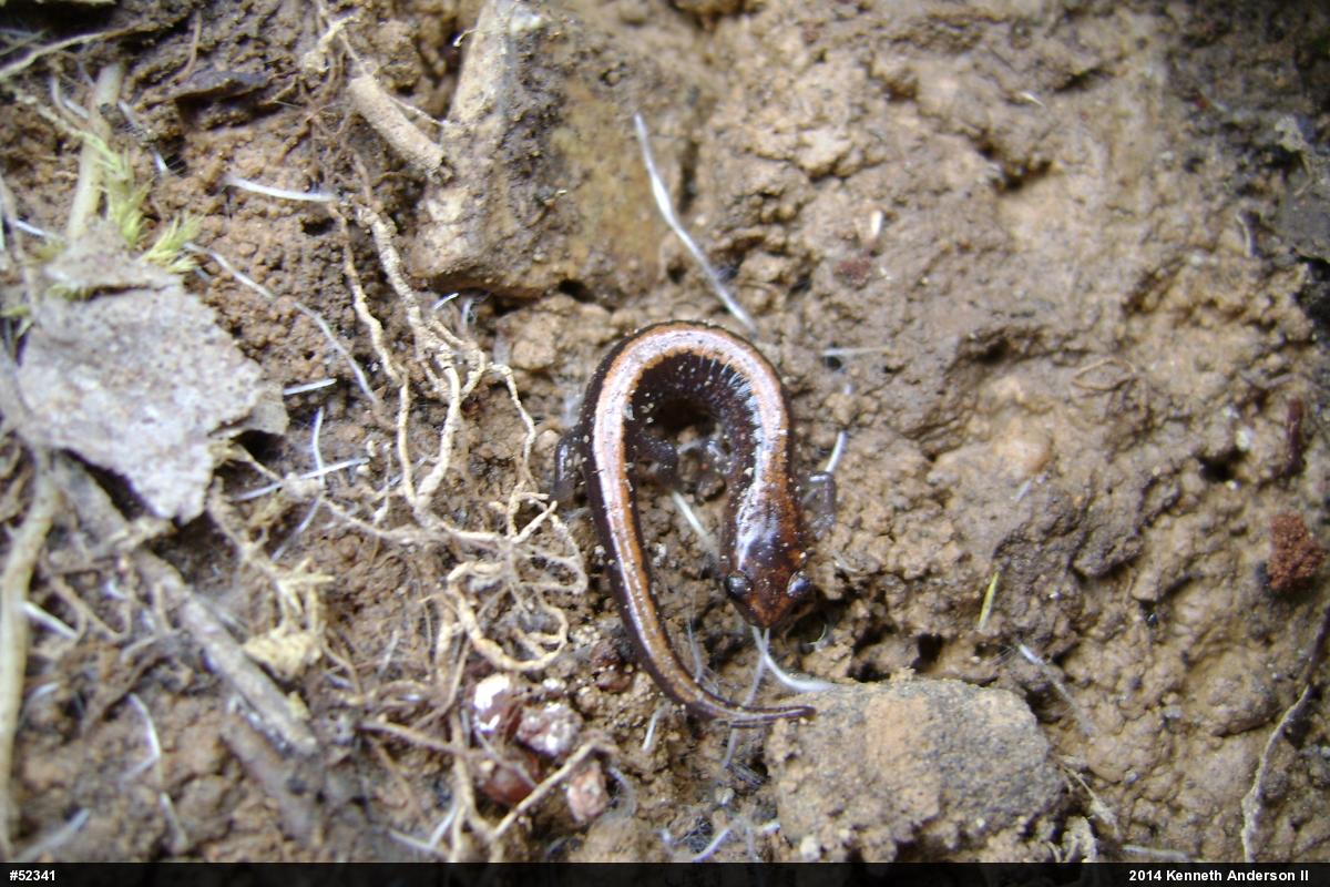Eastern Red-backed  Salamander