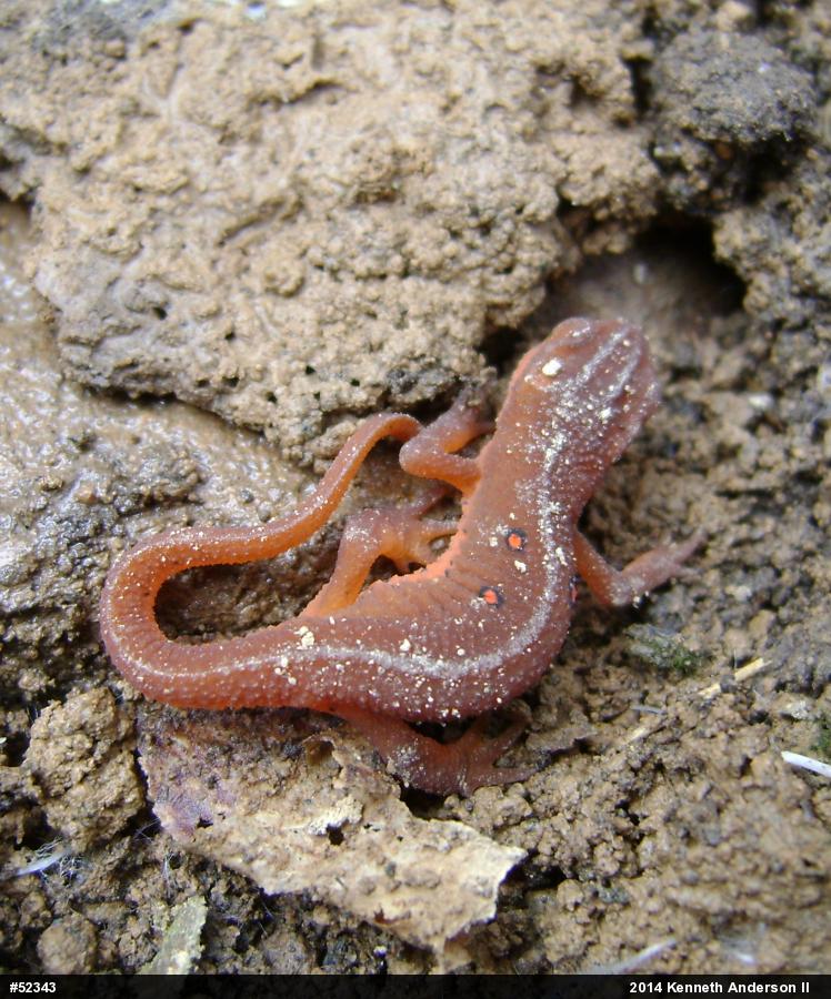 Red-spotted Newt