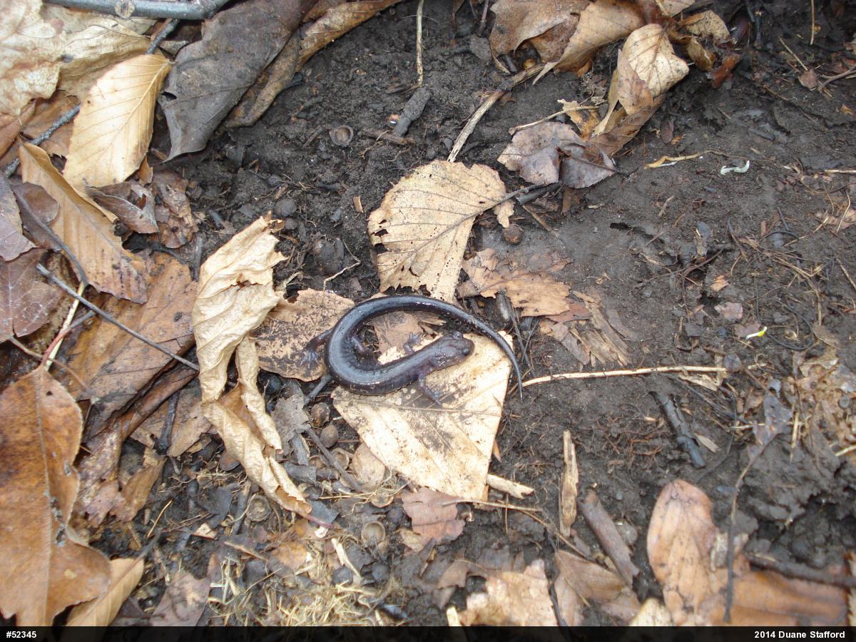 Wehrle's Salamander