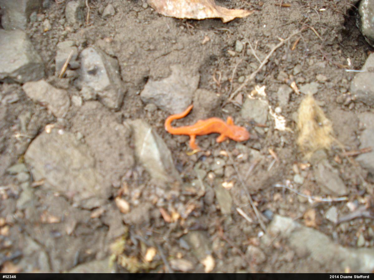 Red-spotted Newt