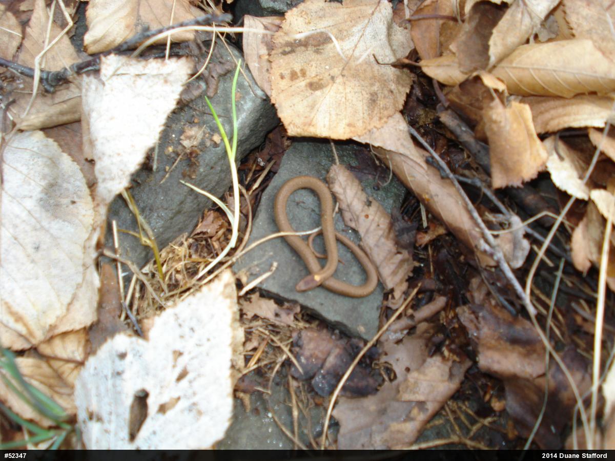 Red-bellied Snake