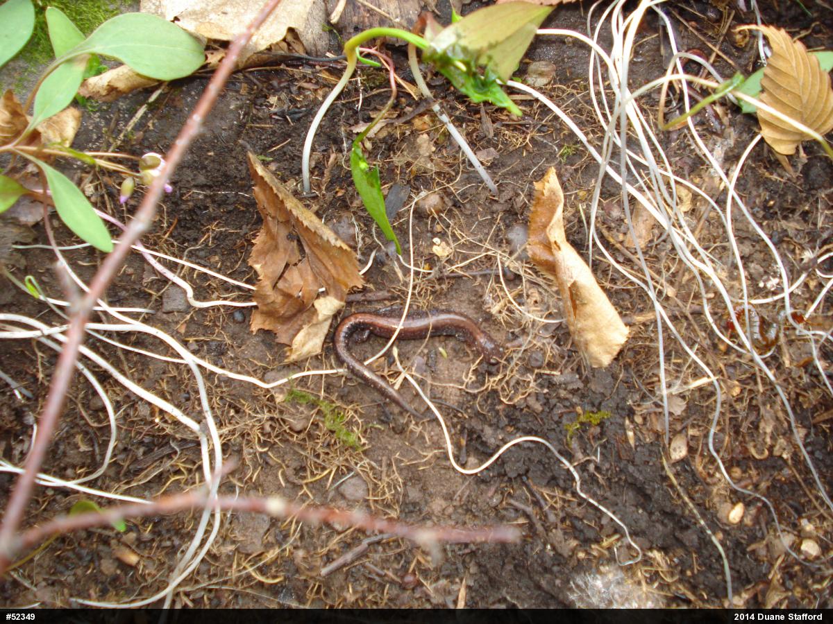 Eastern Red-backed  Salamander