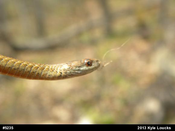 Red-bellied Snake