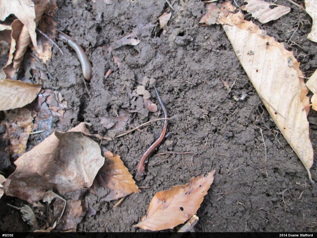 Eastern Red-backed  Salamander