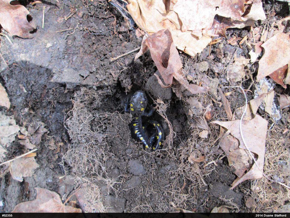 Spotted Salamander