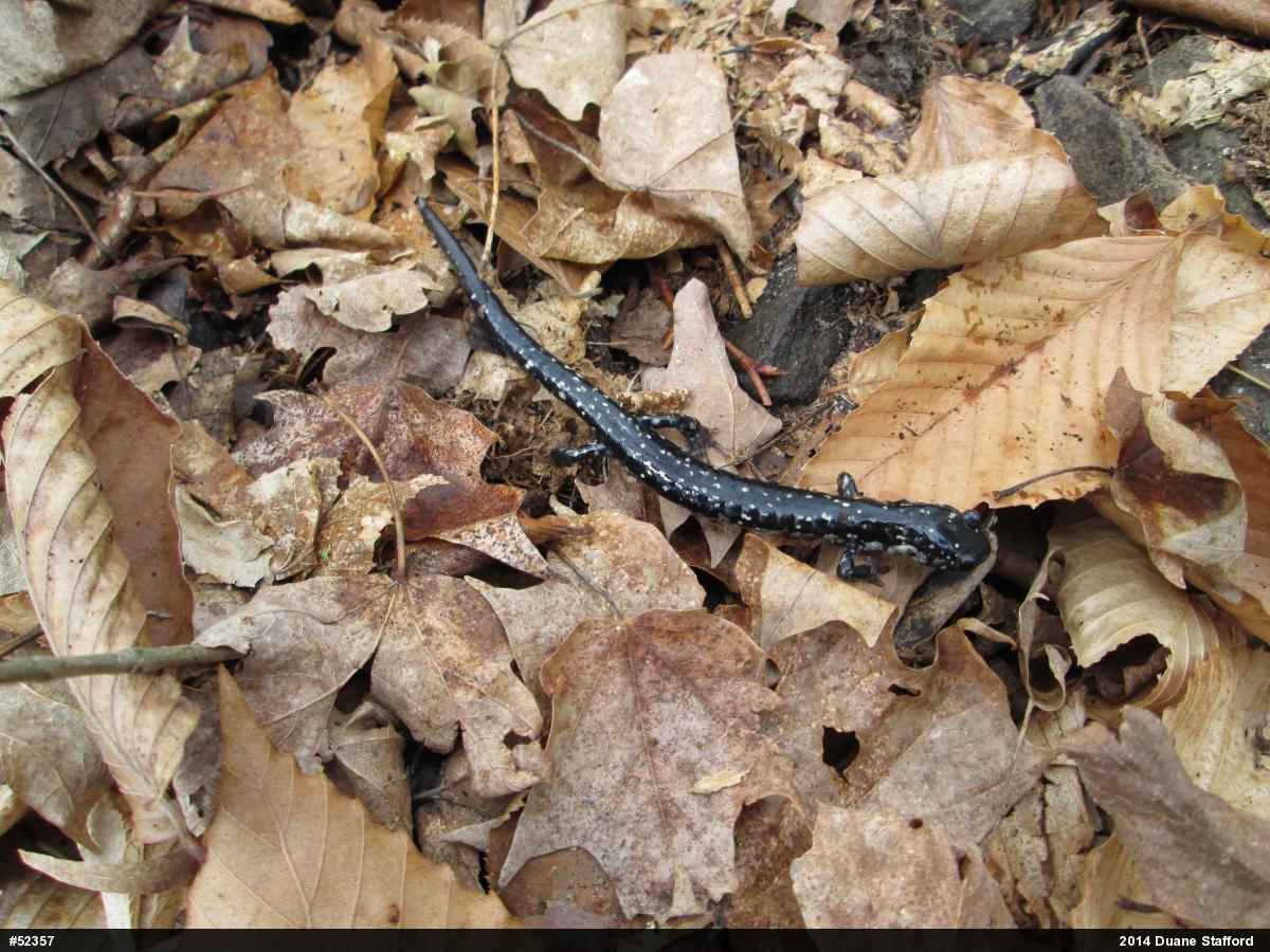 Northern Slimy Salamander