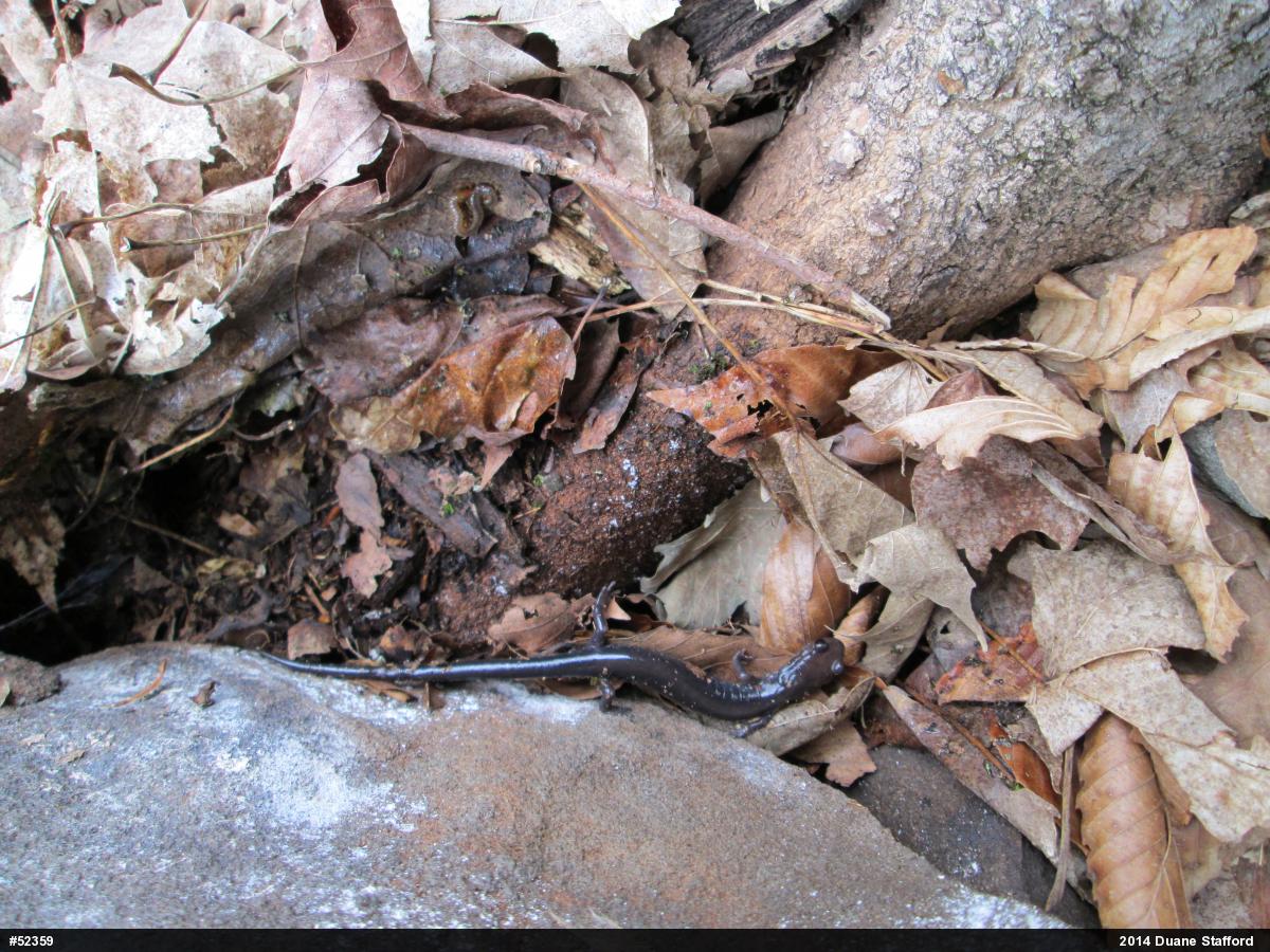 Wehrle's Salamander