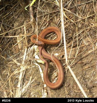 Red-bellied Snake