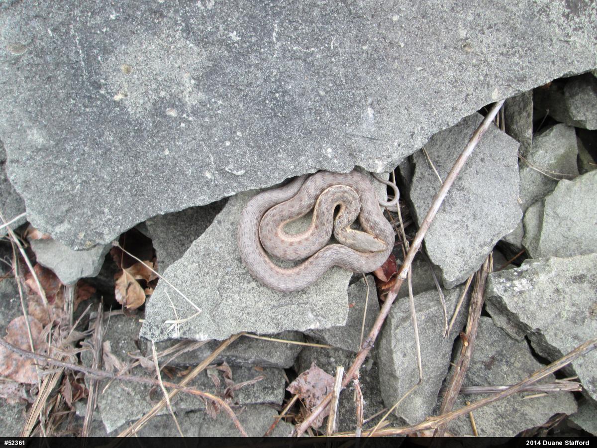 Eastern Gartersnake