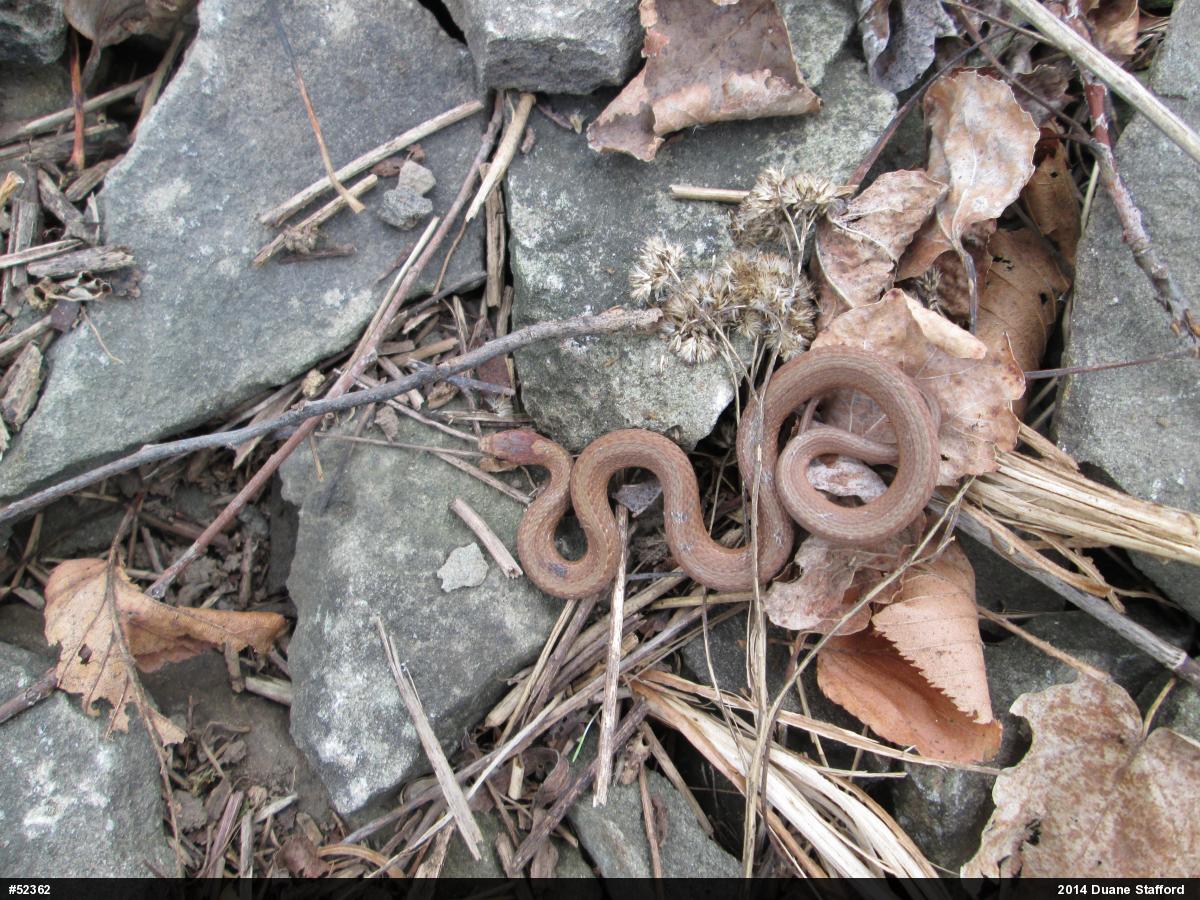 Red-bellied Snake