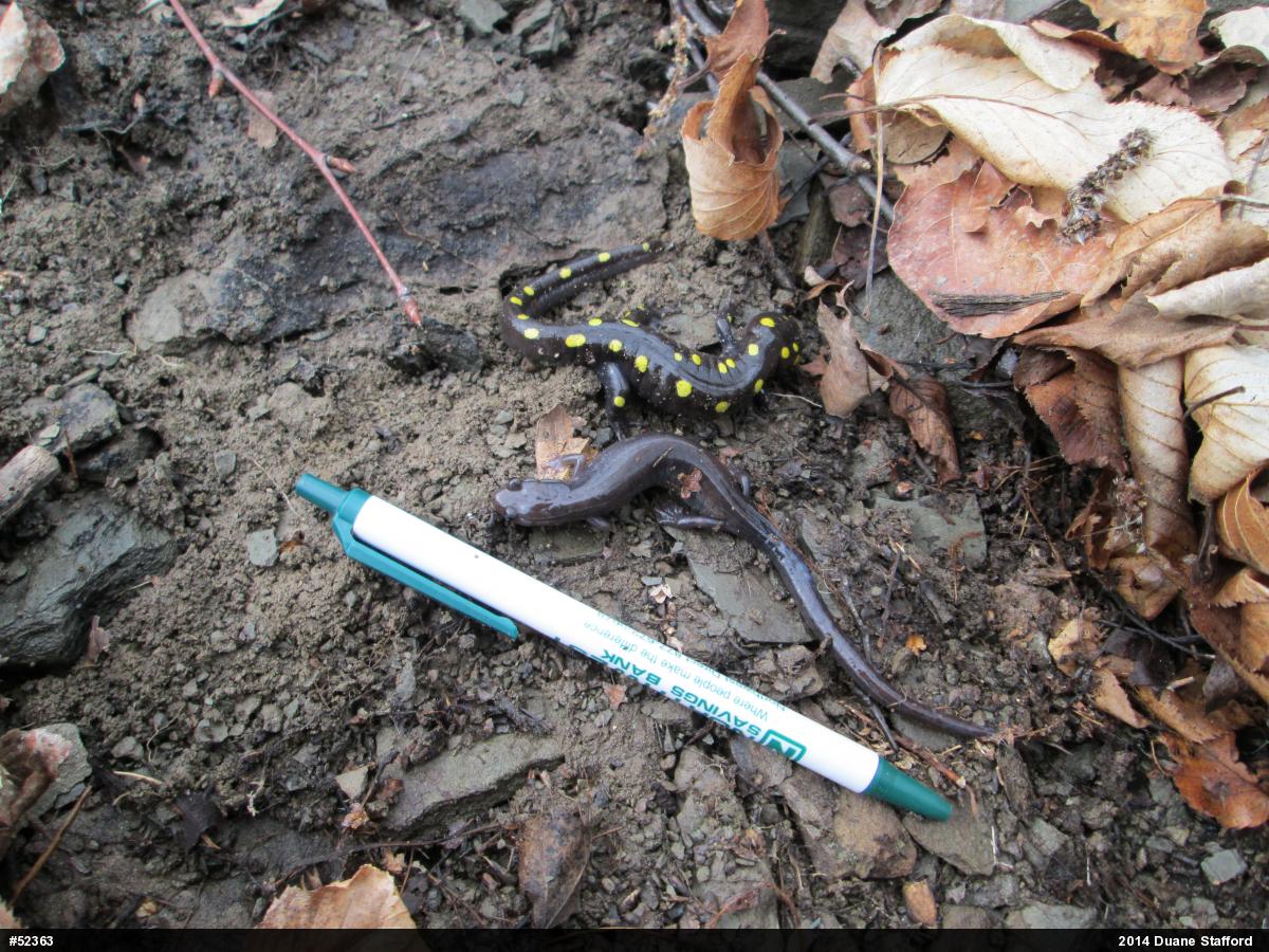 Wehrle's Salamander