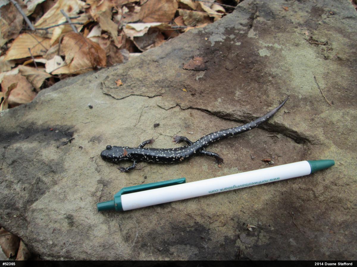 Northern Slimy Salamander