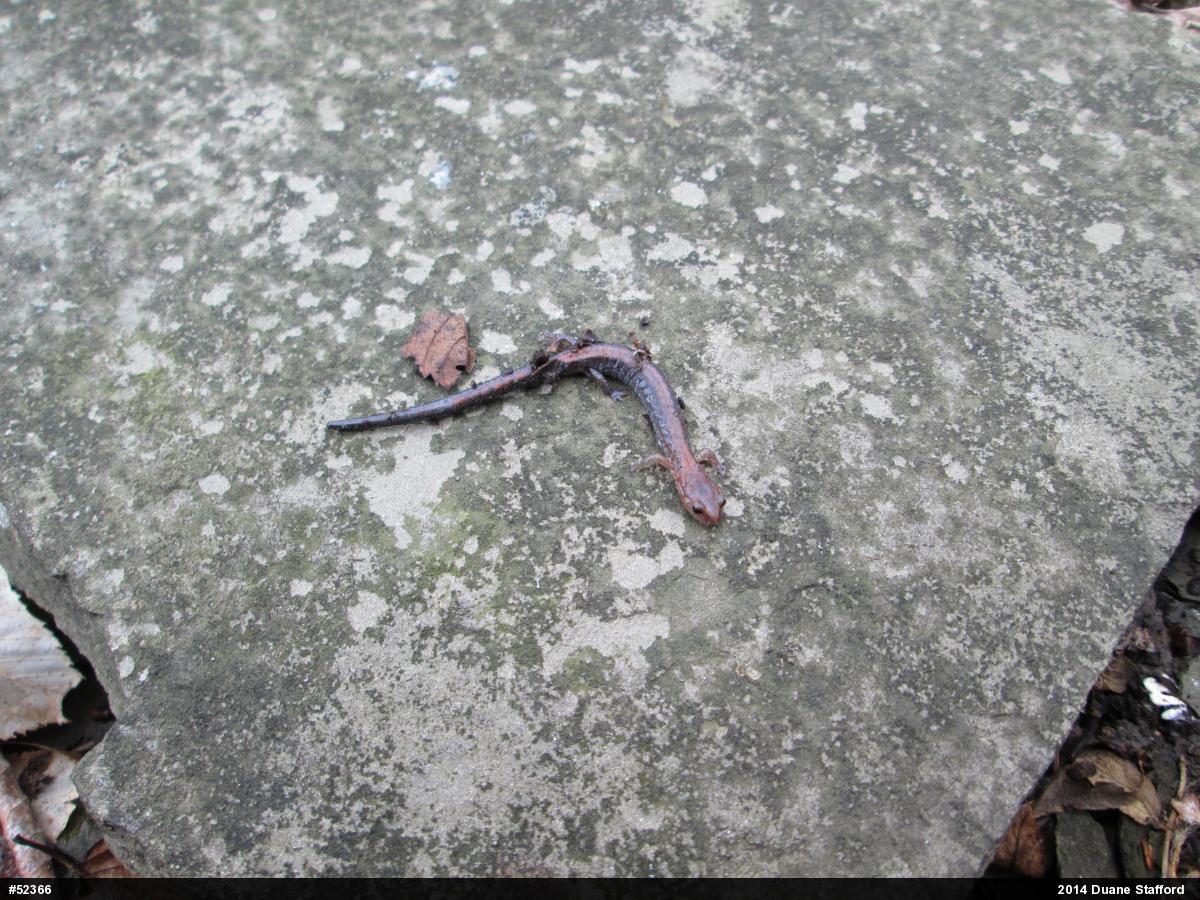 Eastern Red-backed  Salamander