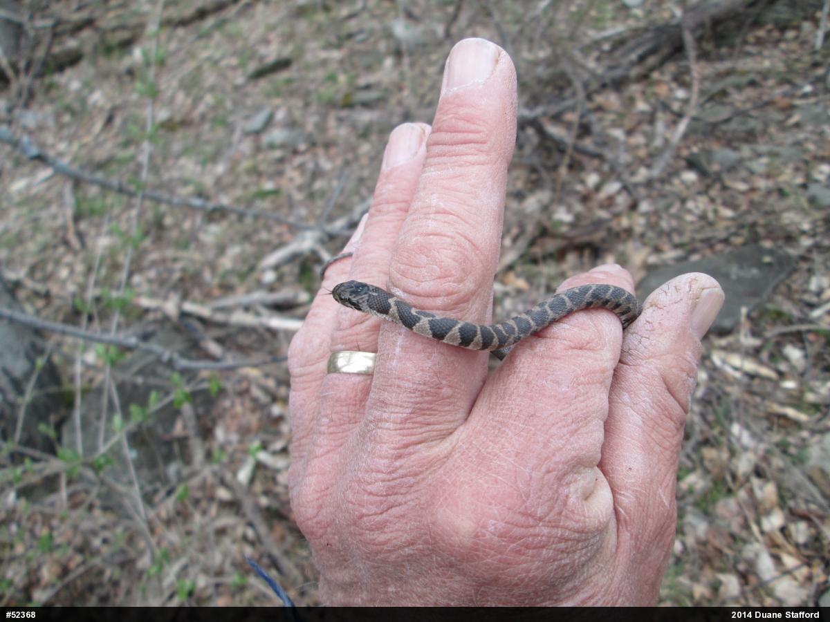 Northern Watersnake