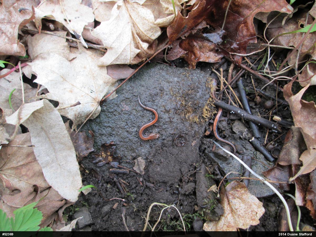 Eastern Red-backed  Salamander
