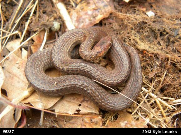 Red-bellied Snake