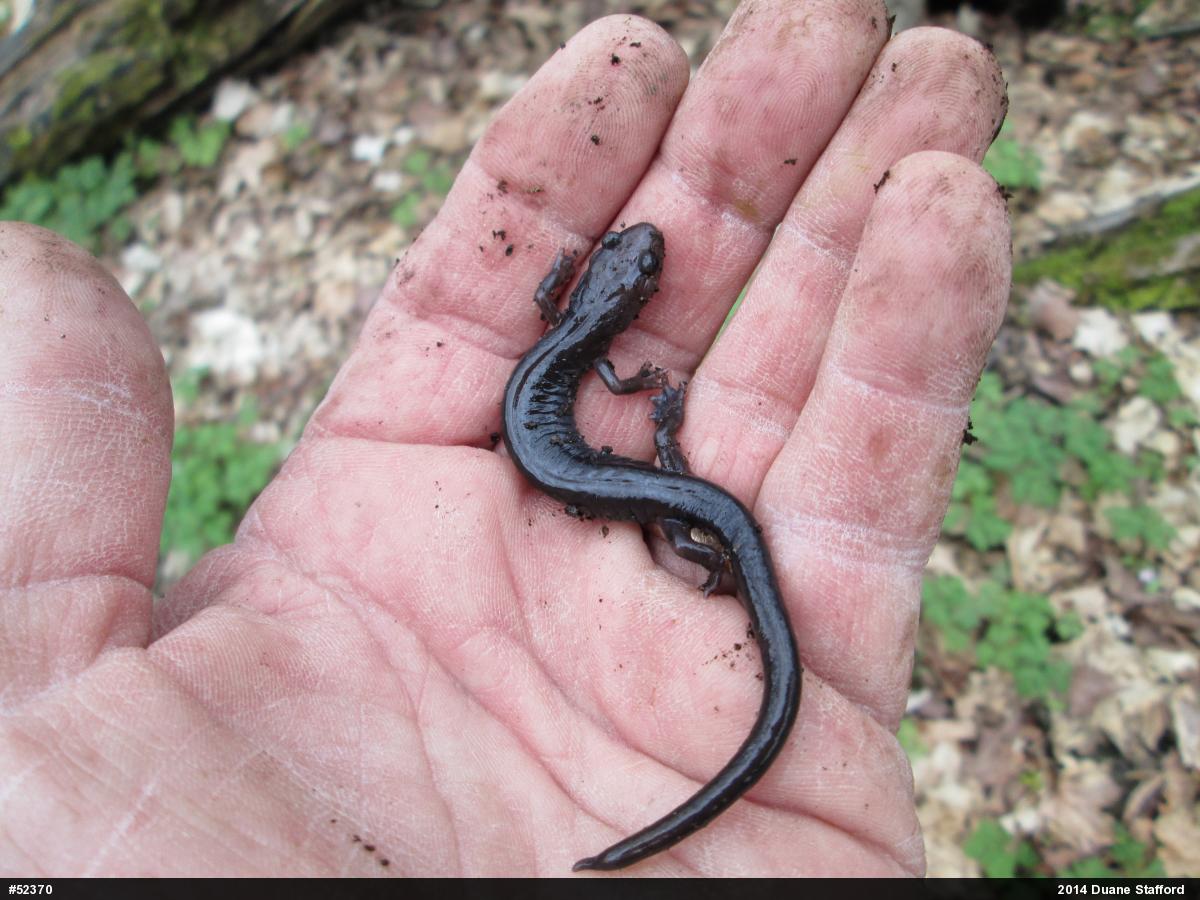 Wehrle's Salamander