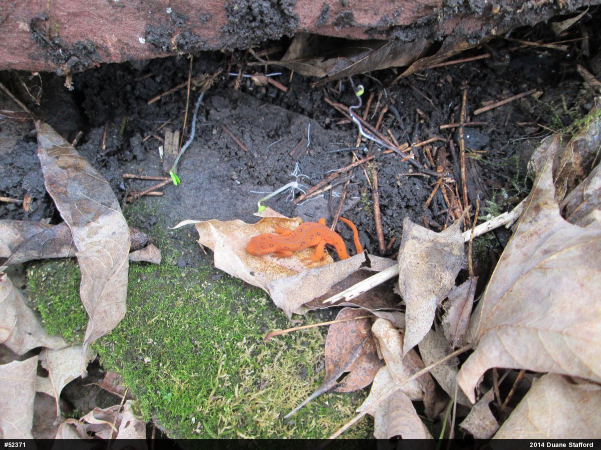 Red-spotted Newt