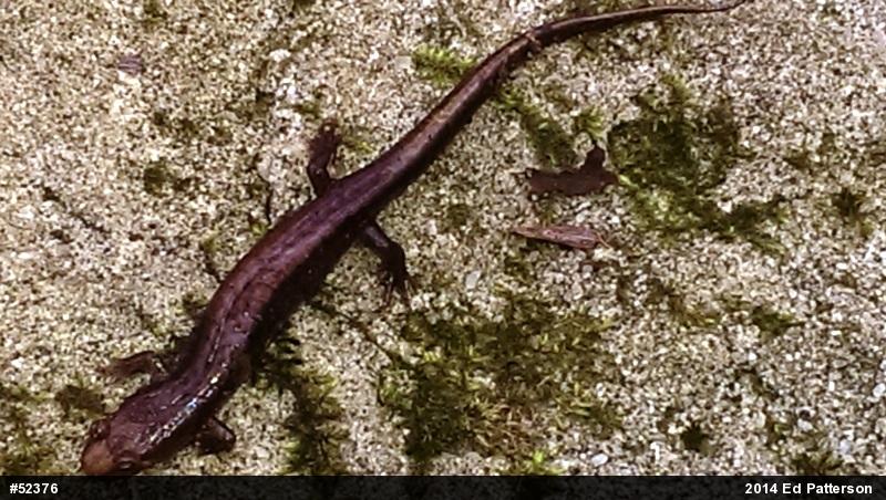 Allegheny Mountain Dusky Salamander