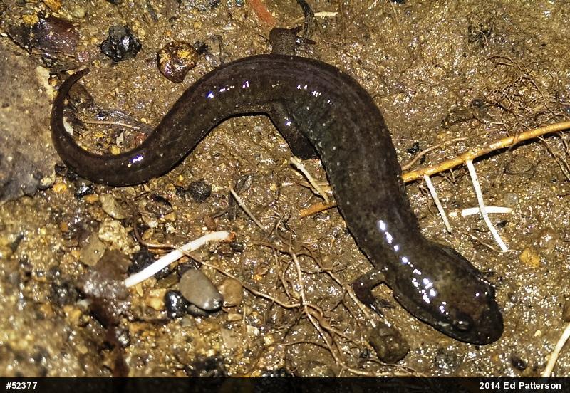 Northern Dusky Salamander