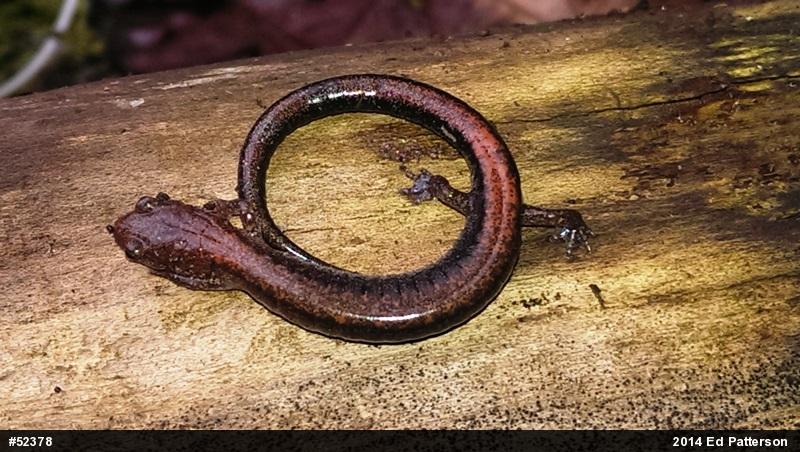 Eastern Red-backed  Salamander