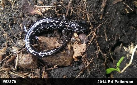 Northern Slimy Salamander