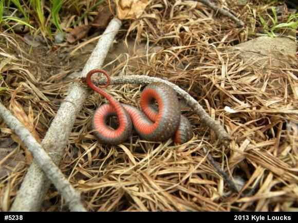 Red-bellied Snake