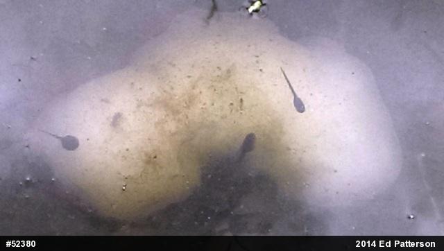 Spotted Salamander