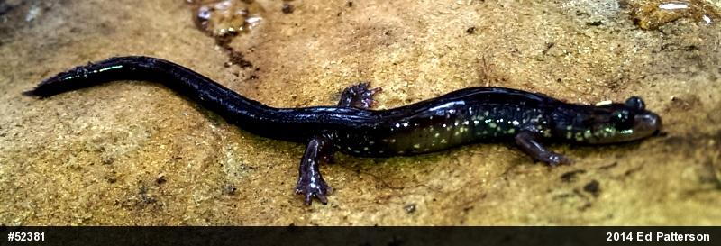 Wehrle's Salamander
