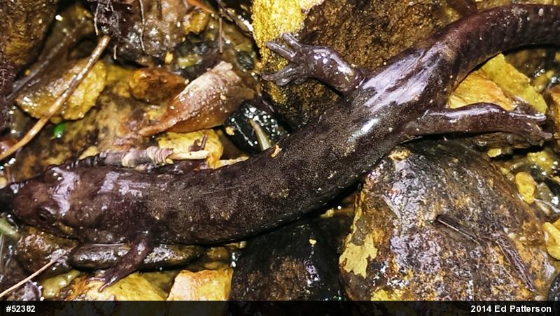 Seal Salamander