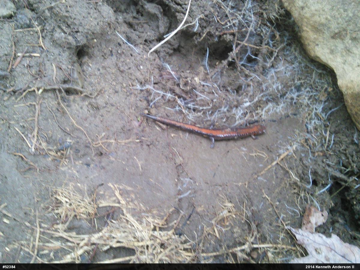 Eastern Red-backed  Salamander