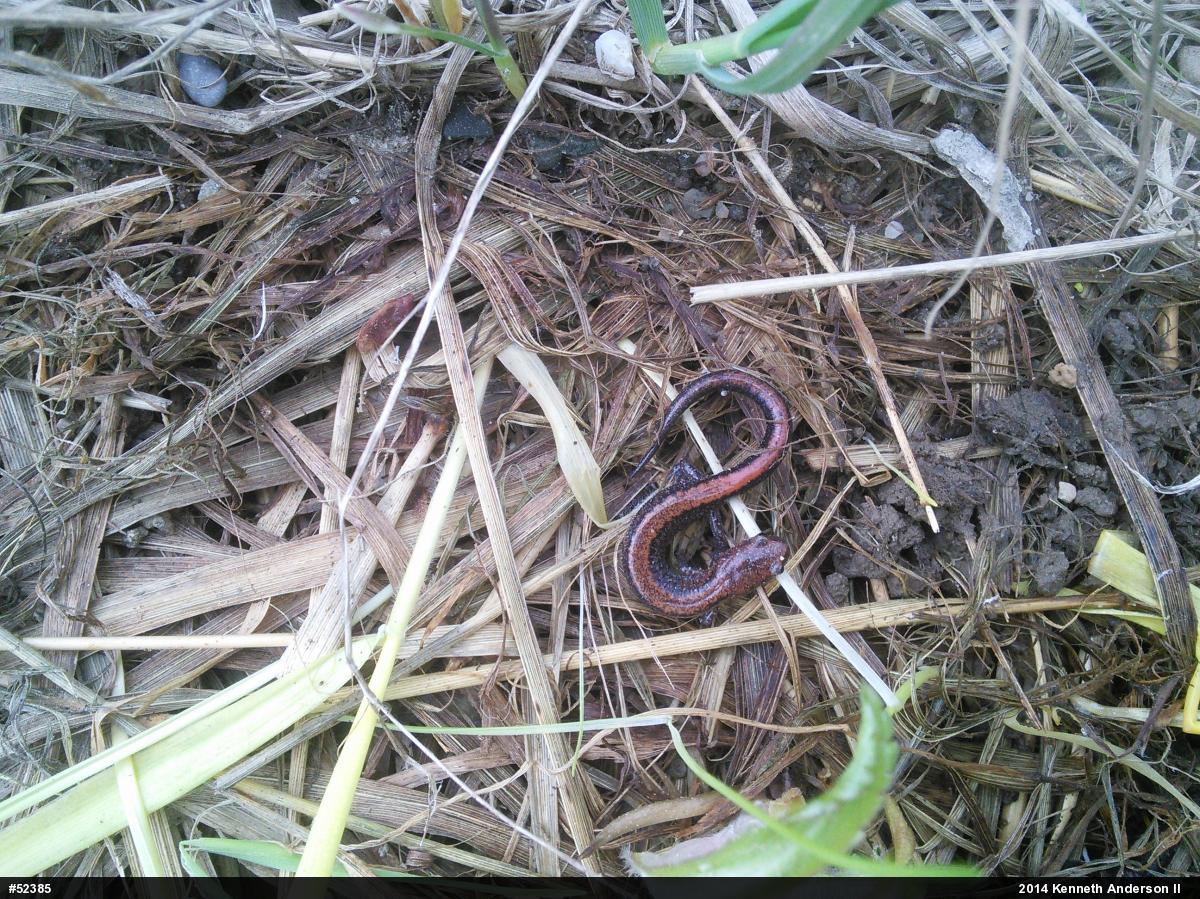 Eastern Red-backed  Salamander
