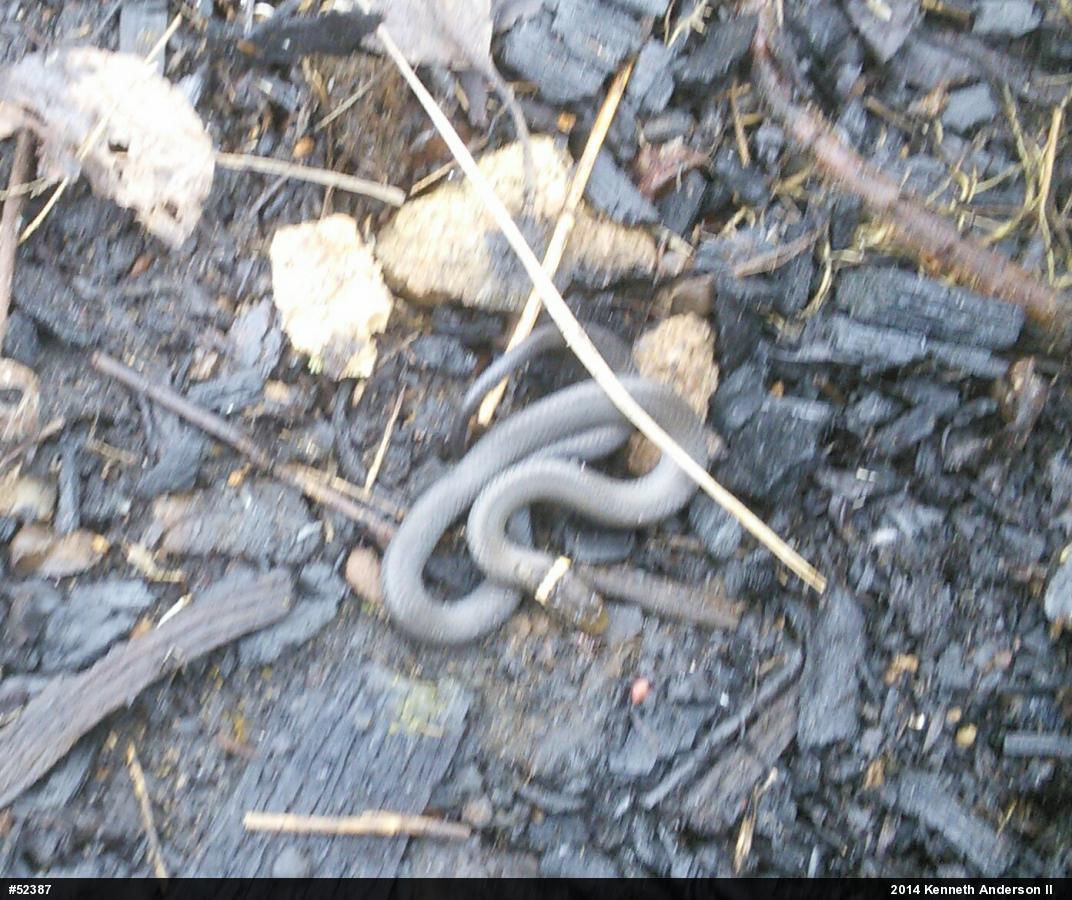 Northern Ring-necked Snake