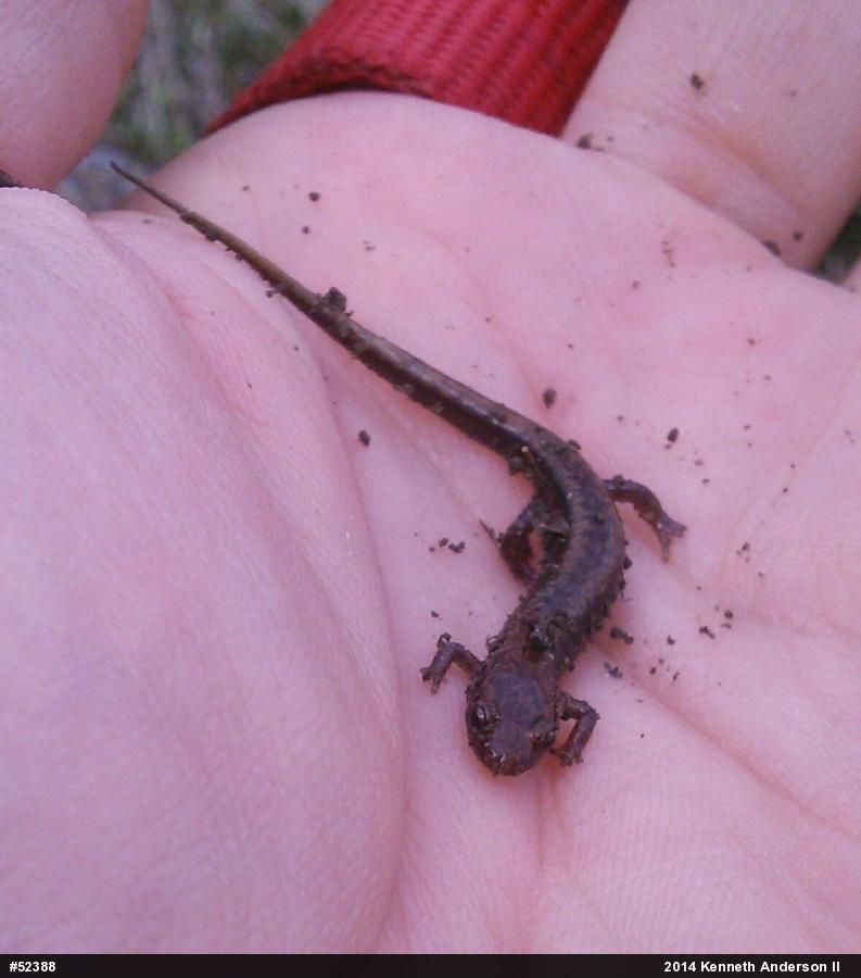 Allegheny Mountain Dusky Salamander