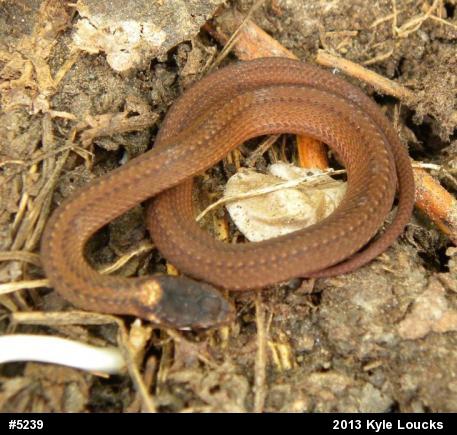 Red-bellied Snake
