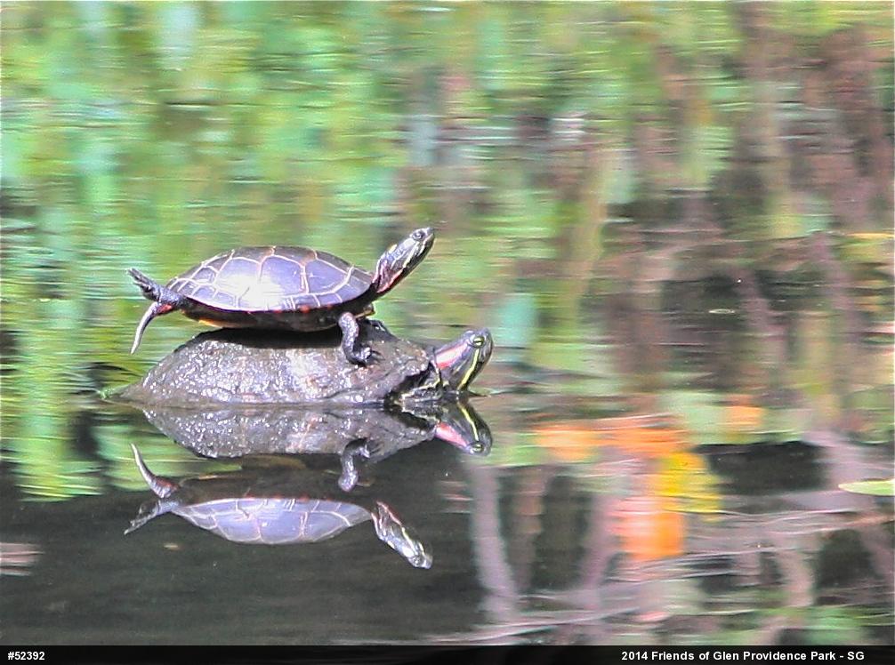 Painted Turtle