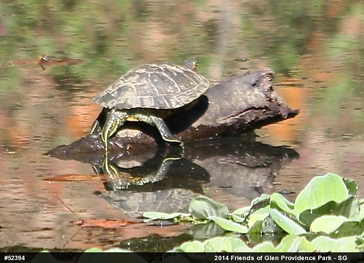 Red-eared Slider