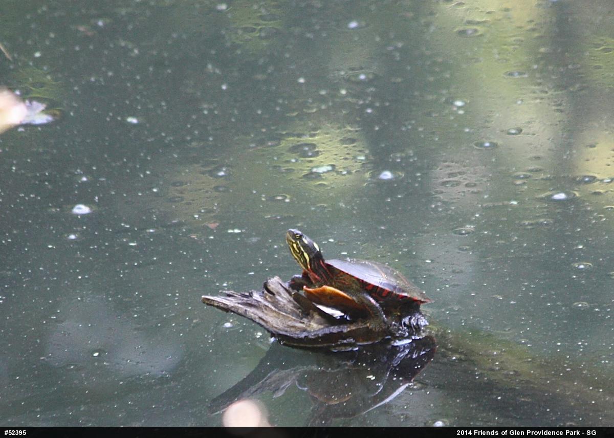 Painted Turtle