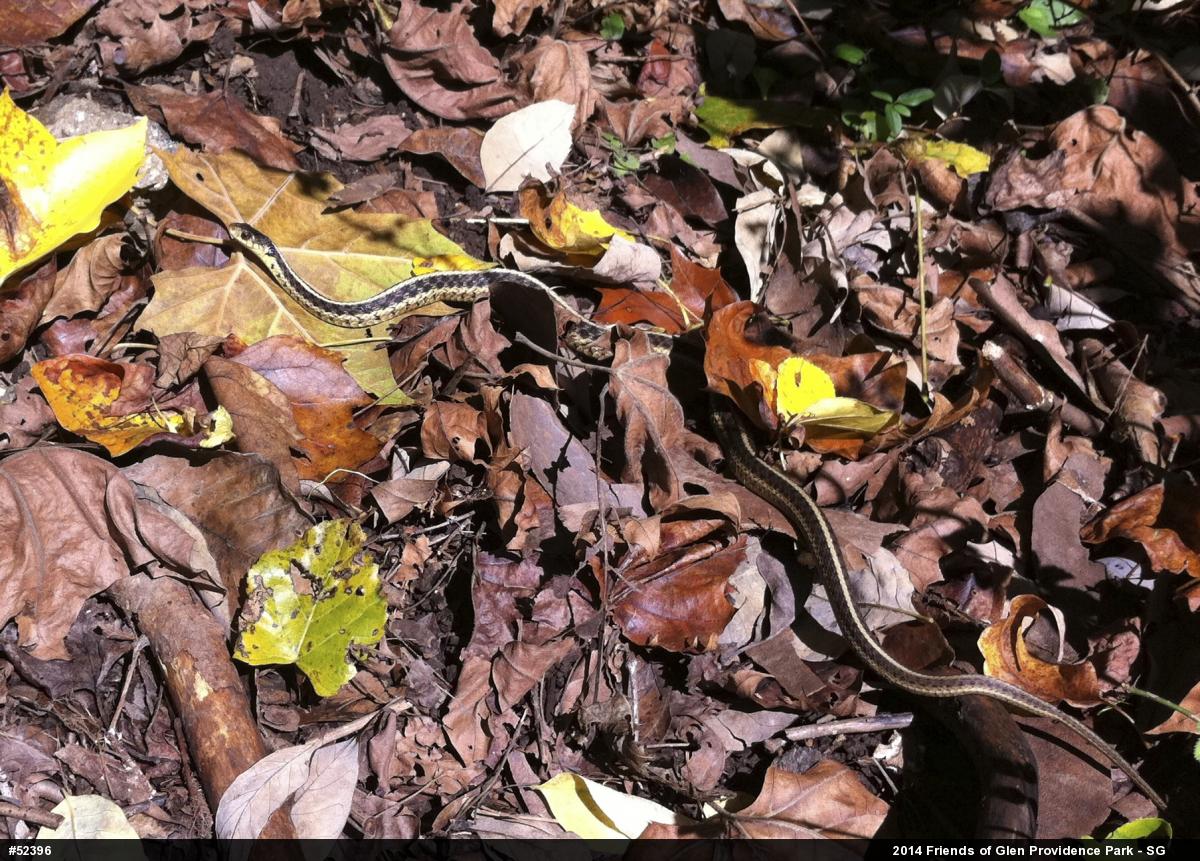 Eastern Gartersnake