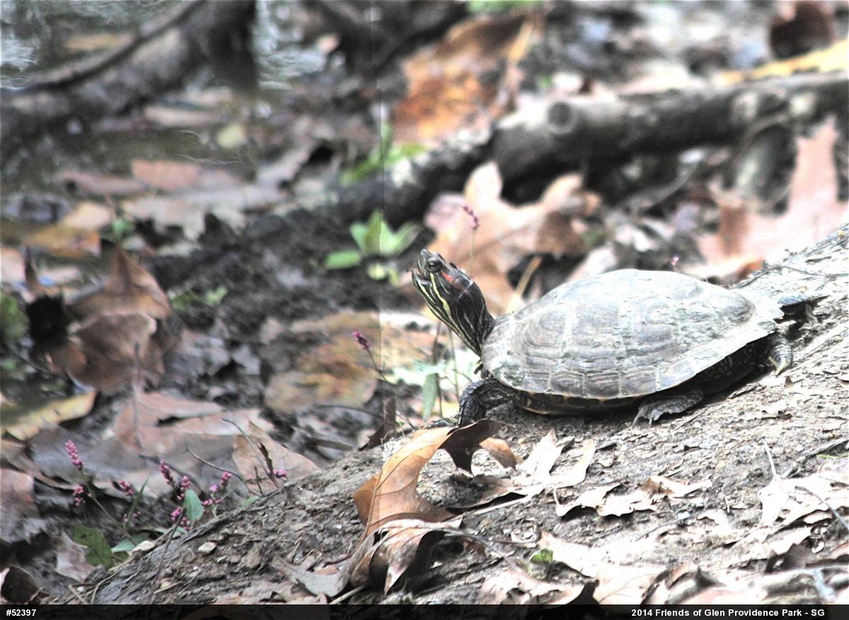 Red-eared Slider