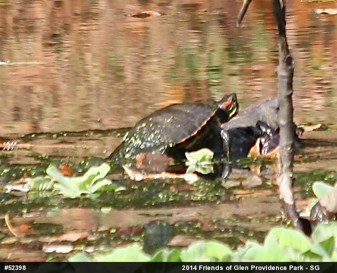 Red-eared Slider