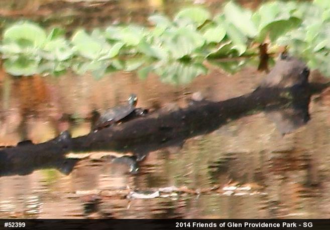 Painted Turtle