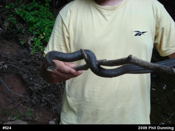 Northern Watersnake