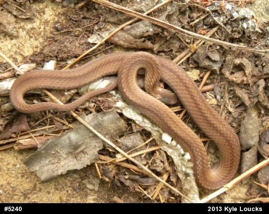 Red-bellied Snake