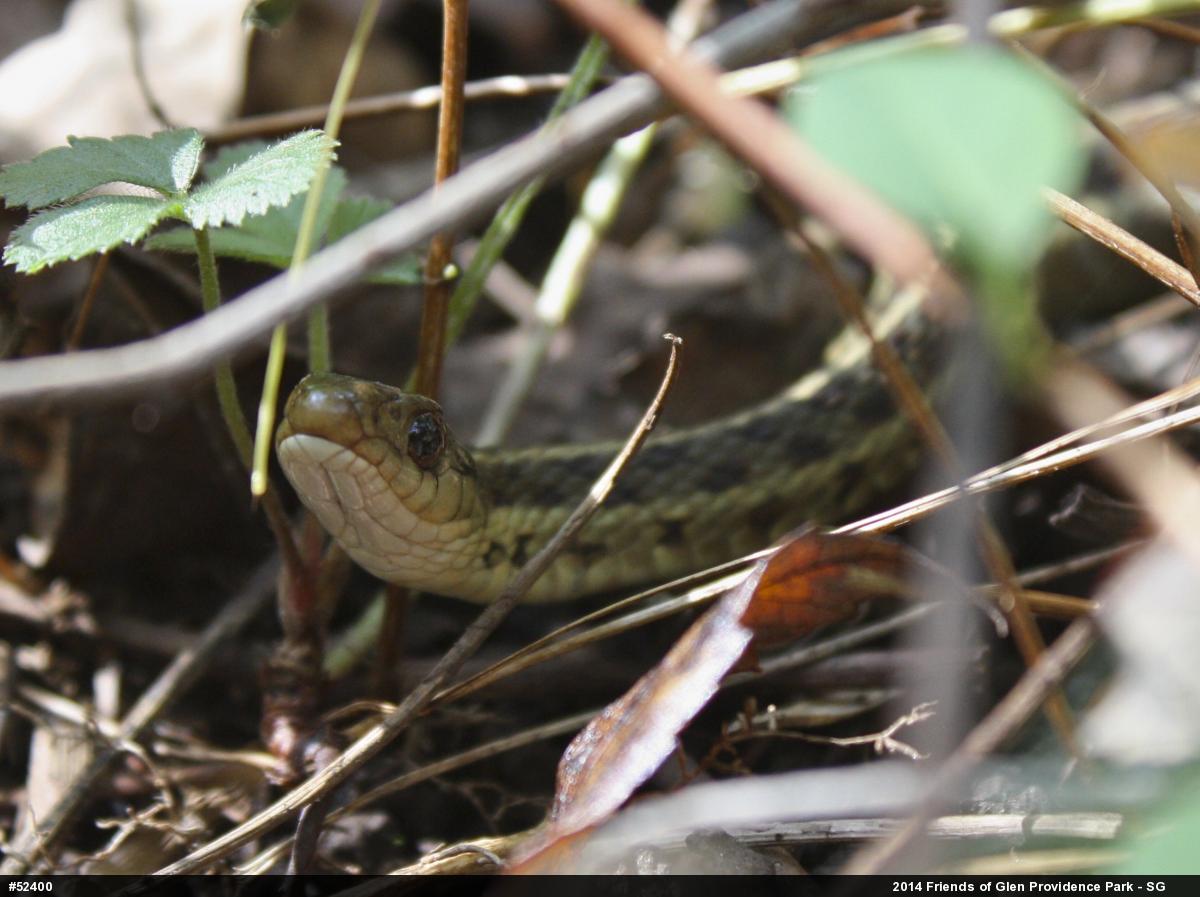 Eastern Gartersnake