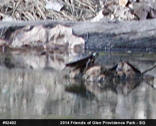 Painted Turtle