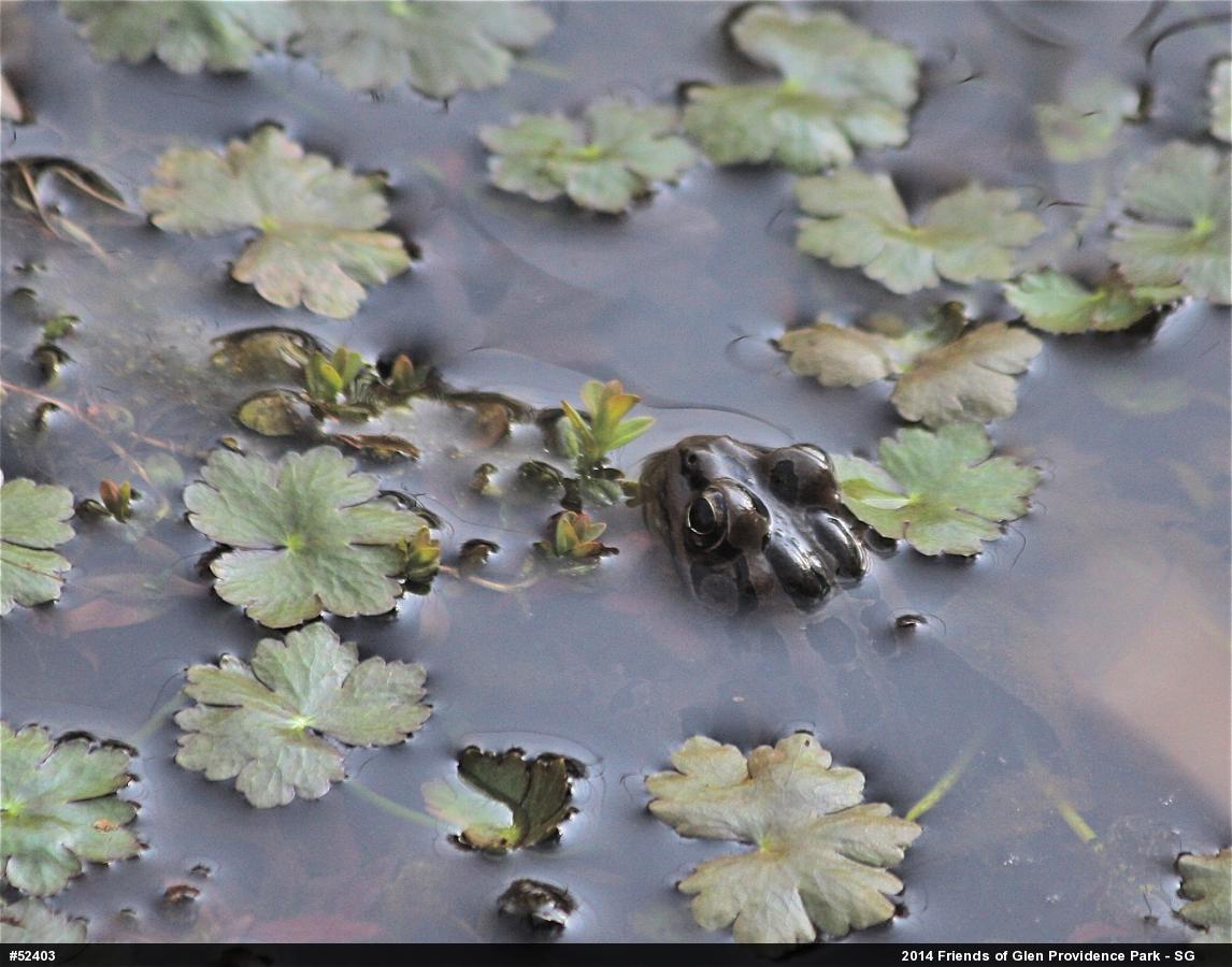 Pickerel Frog