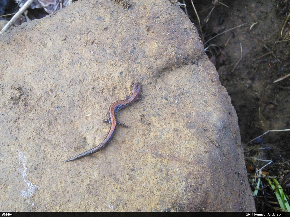 Eastern Red-backed  Salamander