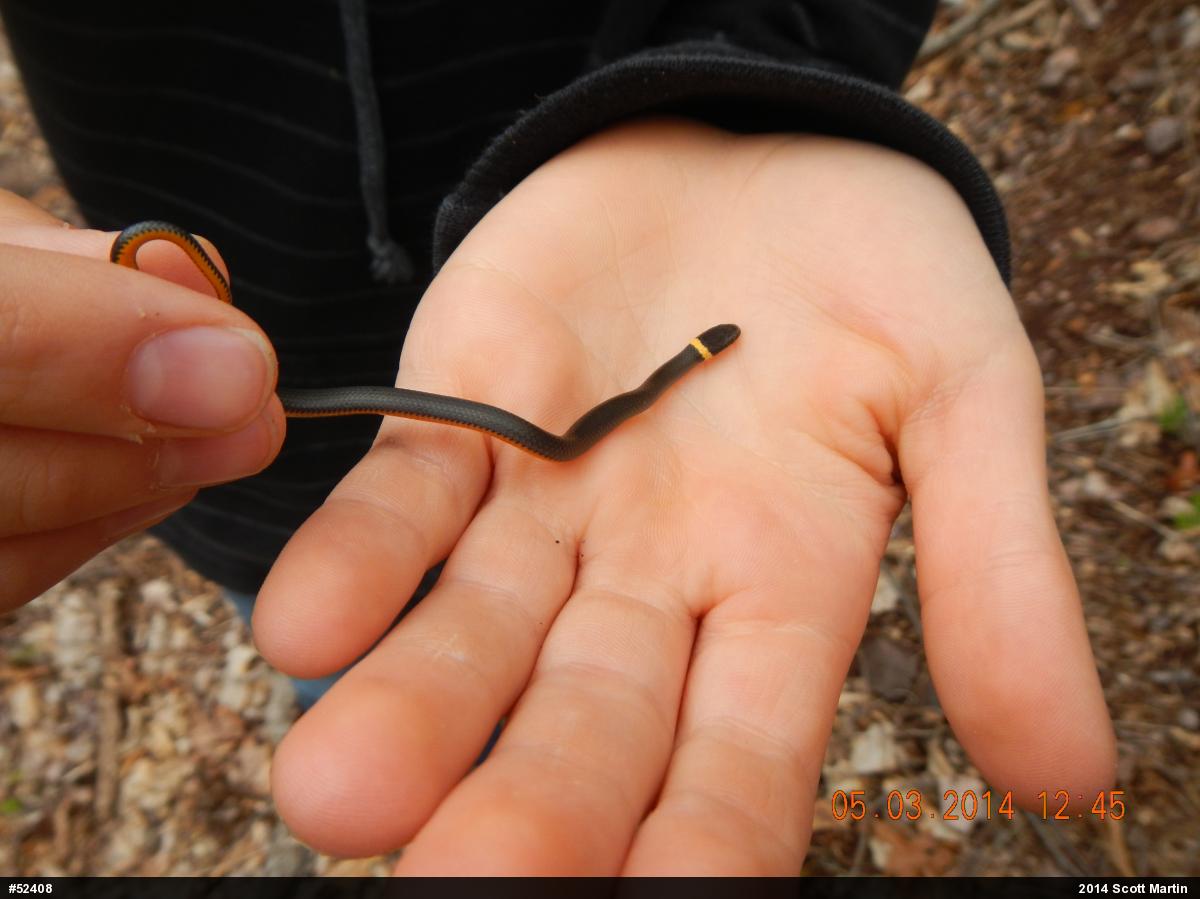 Northern Ring-necked Snake